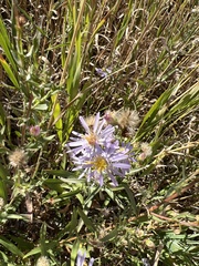 Symphyotrichum ascendens