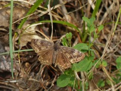 Erynnis lucilius