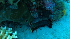 Odontodactylus scyllarus