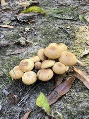 Gymnopilus subspectabilis