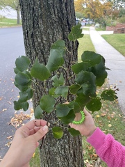 Pyrus calleryana