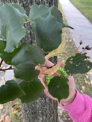 Pyrus calleryana
