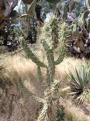 Austrocylindropuntia subulata