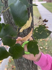Pyrus calleryana