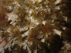 Dodecaceria fewkesi