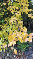 Laburnum anagyroides