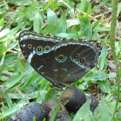 Morpho helenor achillides