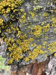 Xanthomendoza ulophyllodes