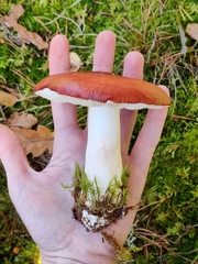 Russula paludosa