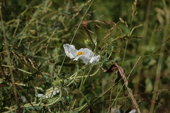 Argemone albiflora