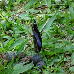 Morpho helenor achillides