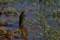 Molothrus bonariensis