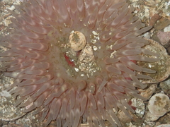Urticina clandestina