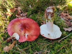 Russula paludosa
