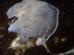 Membranipora membranacea