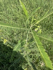 Sesbania cannabina
