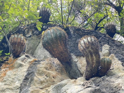 Bisnaga glaucescens