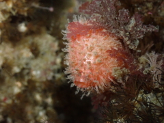 Boltenia villosa