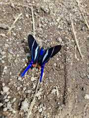 Rhetus arcius