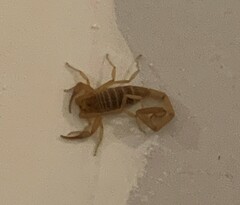 Centruroides sculpturatus