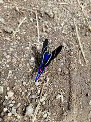Rhetus arcius