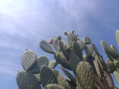Opuntia streptacantha