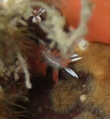 Coryphella trilineata