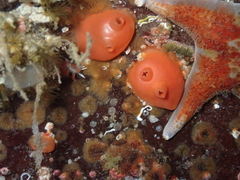 Cnemidocarpa finmarkiensis