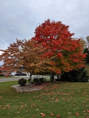Acer saccharum