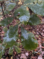 Carya tomentosa