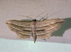 Arcobara multilineata