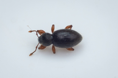 Barypeithes pellucidus