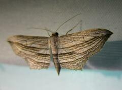 Arcobara multilineata