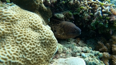 Gymnothorax flavimarginatus