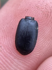 Pterostichus