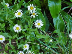 Erigeron arizonicus