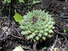 Mammillaria magnimamma