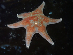 Dermasterias imbricata