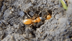 Acanthomyops