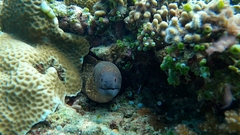 Gymnothorax flavimarginatus