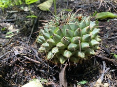 Mammillaria magnimamma