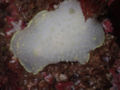 Cadlina