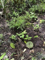 Mammillaria magnimamma