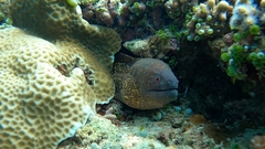 Gymnothorax flavimarginatus