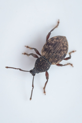Otiorhynchus raucus