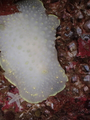 Cadlina
