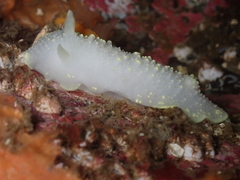 Cadlina