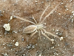 Larinia directa