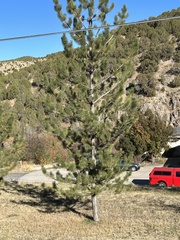 Pinus flexilis