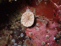 Balanophyllia elegans